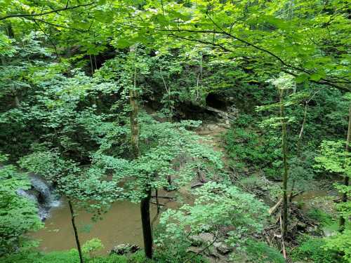 Lush green forest with trees surrounding a small stream and rocky terrain, creating a serene natural landscape.