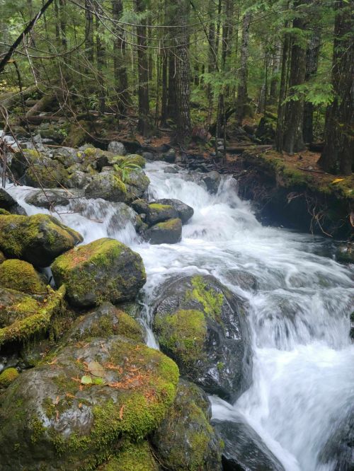 A serene forest scene featuring a flowing stream over moss-covered rocks, surrounded by lush green trees.