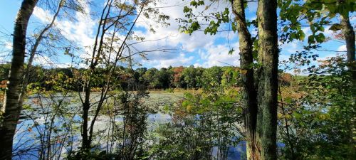 A serene lake surrounded by trees and greenery, with a blue sky and fluffy clouds reflecting on the water's surface.