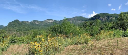 A panoramic view of mountains in the background, with vibrant sunflowers and lush greenery in the foreground.