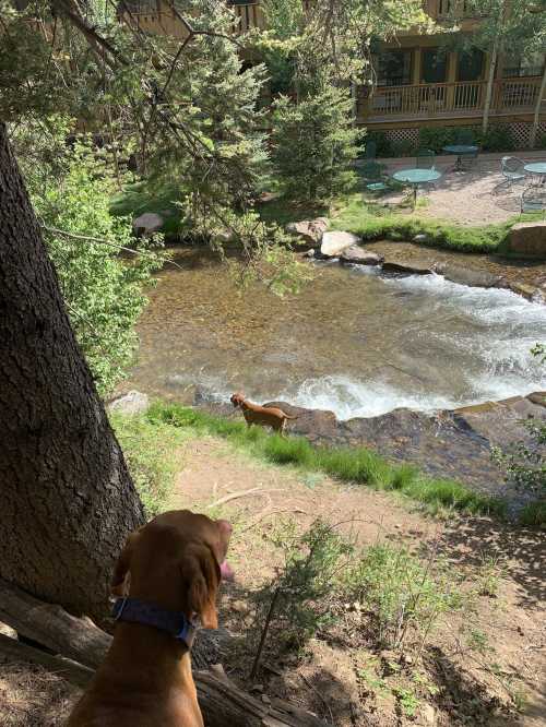 A dog stands by a flowing stream, with another dog visible in the water and trees surrounding the scene.