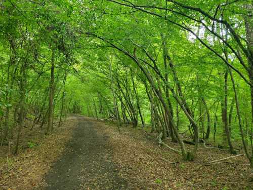 A serene forest path lined with lush green trees and scattered leaves on the ground.