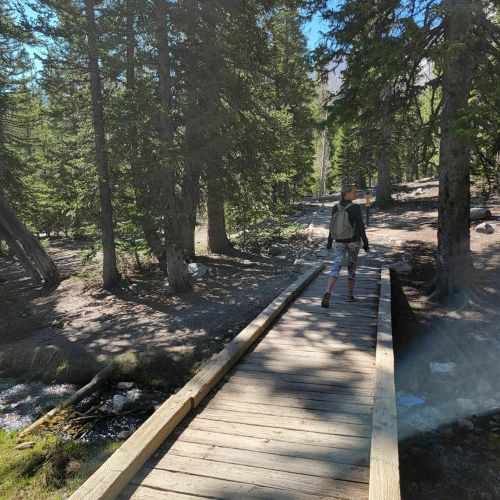 A person walks along a wooden path through a forested area with tall trees and sunlight filtering through the leaves.