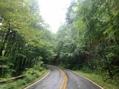 A winding road through a lush, green forest on a rainy day, with trees lining both sides.