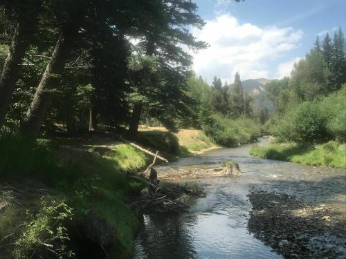 A serene river flows through a lush forest, surrounded by trees and mountains under a partly cloudy sky.