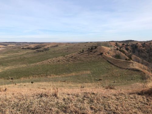 Rolling hills covered in green grass and sparse trees under a clear blue sky.