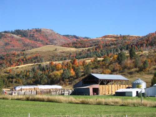 A scenic farm with a barn and silos, surrounded by colorful autumn foliage and rolling hills under a clear blue sky.