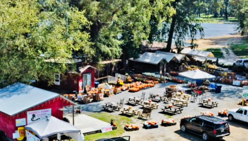 Aerial view of a pumpkin patch with tables, tents, and a red barn surrounded by trees and a parking area.