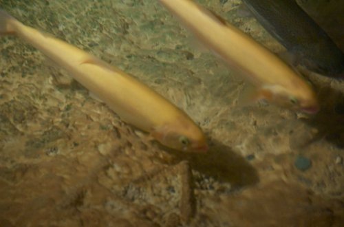 Two yellow fish swimming in clear water over a sandy bottom.