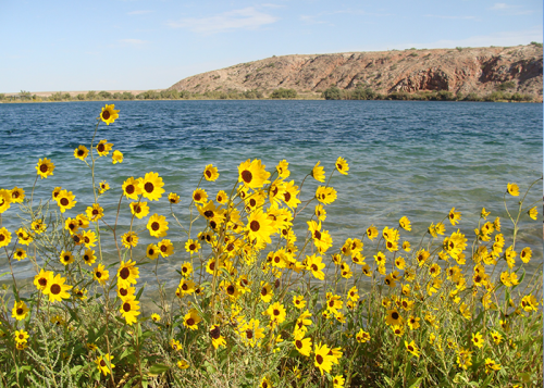 A vibrant field of yellow sunflowers by a calm blue lake, with rocky hills in the background under a clear sky.