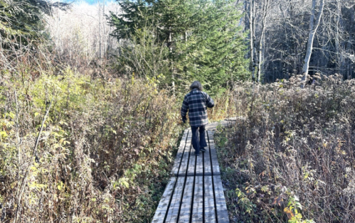 A person walks along a wooden path through a forested area with tall grasses and trees in autumn.