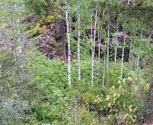 A lush forest scene featuring tall white-barked trees amidst green foliage and rocky terrain.
