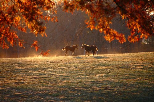 Two horses walk through a misty field at sunset, framed by autumn leaves.