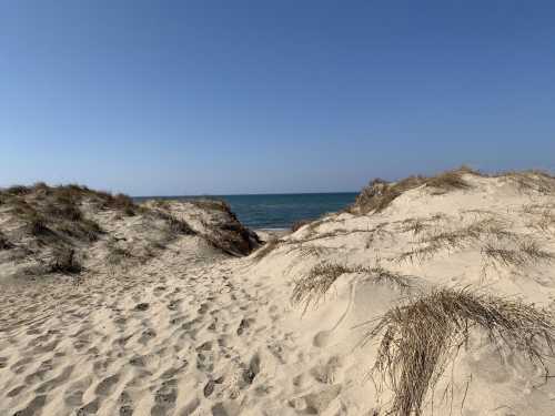 A sandy path between grassy dunes leads to a calm blue ocean under a clear sky.