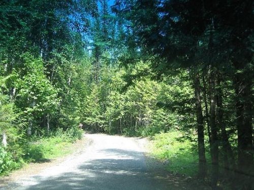 A gravel road winding through a lush green forest under a clear blue sky.