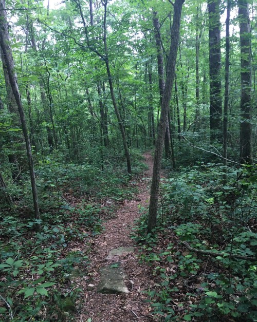 A narrow dirt path winds through a lush green forest filled with trees and underbrush.