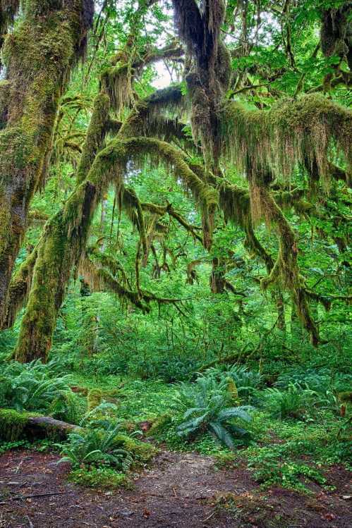 Lush green forest with moss-covered trees and ferns, creating a vibrant, serene natural environment.