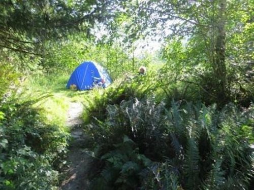 A blue tent nestled among lush greenery and ferns in a sunny forest setting.