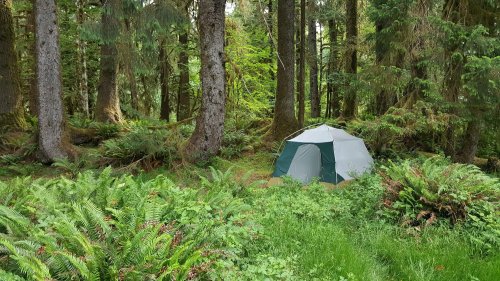 A tent set up in a lush green forest surrounded by tall trees and ferns.