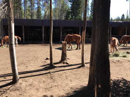 A group of brown horses grazing in a dirt area surrounded by trees and a barn in the background.