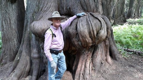 A person in a hat stands beside a large, gnarled tree trunk in a forest, touching its unique, twisted bark.