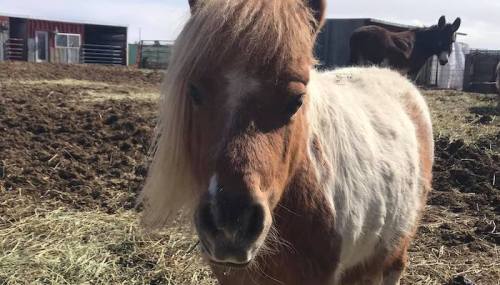 A close-up of a small brown and white pony in a muddy field, with another horse blurred in the background.