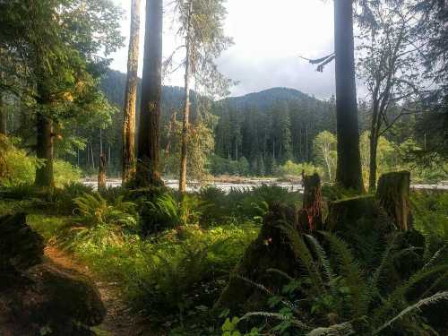 A serene forest scene with tall trees, ferns, and a river in the background, under a cloudy sky.