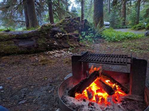 A campfire with glowing logs, surrounded by trees and a mossy log in a serene forest setting.