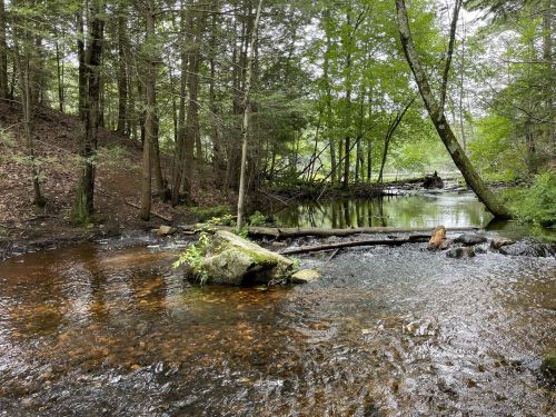 A serene forest scene featuring a calm stream, surrounded by trees and rocks, with gentle ripples on the water's surface.