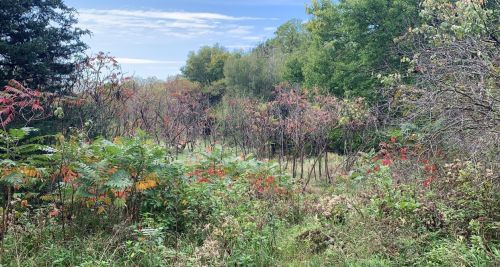 A lush landscape featuring trees and colorful foliage under a clear blue sky.
