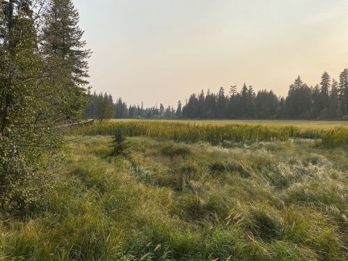 A serene landscape featuring tall grasses and trees, with a hazy sky in the background.