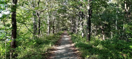 A serene dirt path winding through a lush, green forest with trees lining both sides.