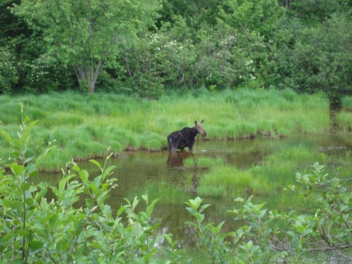 A moose stands in a shallow pond surrounded by lush green grass and trees.