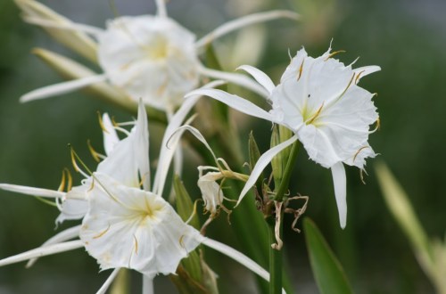 Close-up of delicate white flowers with long petals and yellow accents, surrounded by green foliage.