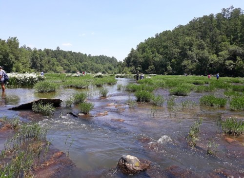 A serene river scene with people wading through shallow water, surrounded by lush greenery and rocky patches.