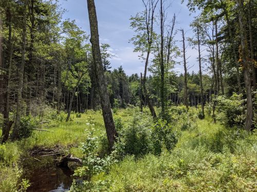 A serene forest scene with tall trees, lush greenery, and a small stream under a clear blue sky.