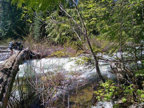 A serene forest scene featuring a flowing river, surrounded by lush greenery and a fallen log bridge.