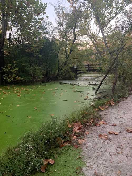 A serene pond covered in green algae, surrounded by trees and a gravel path, with fallen leaves scattered around.