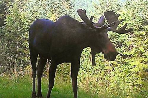 A moose stands in a forested area, surrounded by trees and greenery.