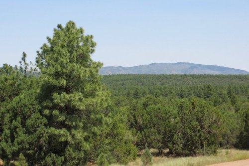 Lush green trees in the foreground with a distant mountain range under a clear blue sky.