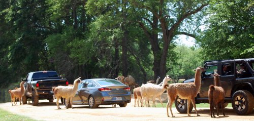 Two cars on a dirt road surrounded by llamas and other animals in a lush, green setting.