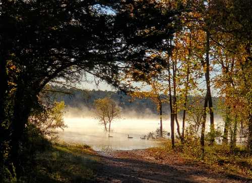 A serene lakeside scene with mist rising, surrounded by trees and a lone duck swimming in the water.