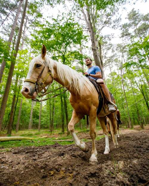 A man rides a light-colored horse through a lush, green forest path.