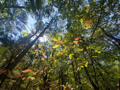Looking up at a vibrant forest canopy with green leaves and hints of red against a bright blue sky.