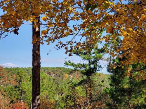 A scenic view of trees with autumn leaves, overlooking a forested landscape under a clear blue sky.