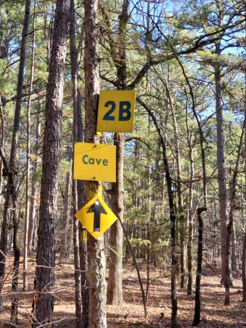 Yellow signs on a tree in a forest, indicating "2B" and "Cave" with an arrow pointing upward.