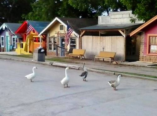 A group of ducks walking down a street lined with colorful buildings and American flags.