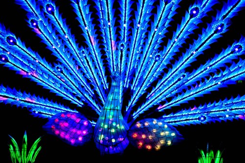 A vibrant, illuminated peacock display with blue and colorful feathers against a dark background.