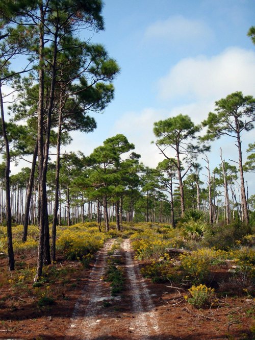 A dirt path winds through a forest of tall pine trees and wildflowers under a blue sky with scattered clouds.