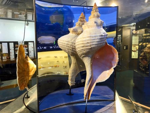 A display of large seashells in a museum, featuring intricate shapes and textures, with a reflective background.